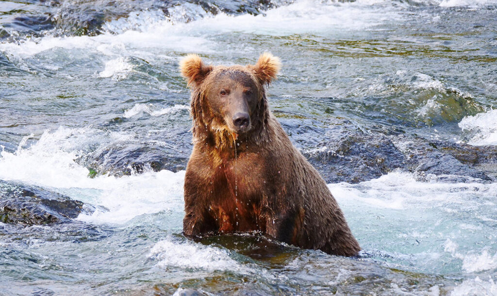 Réalisation d'un film documentaire sur le grizzly en Alaska par Gisèle Lafond