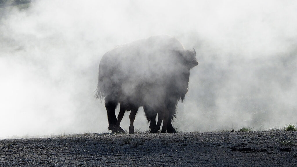 Réalisation d'un film documentaire à Yellowstone Wyoming