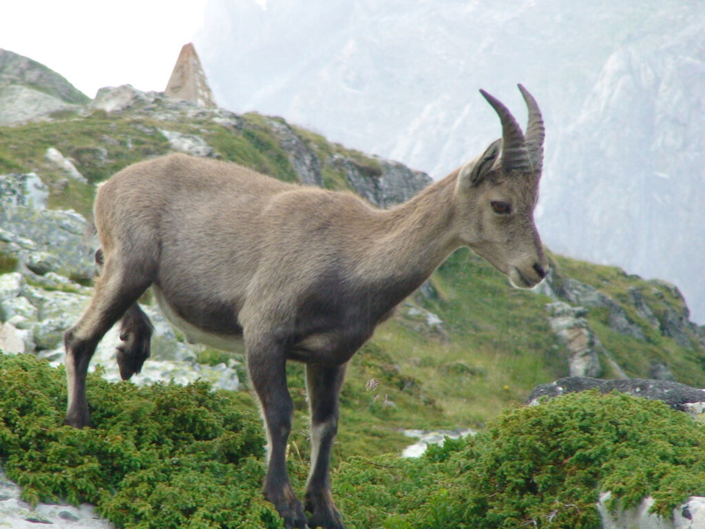 Montagne et diabète 2012 - La Grande Traversée des Alpes