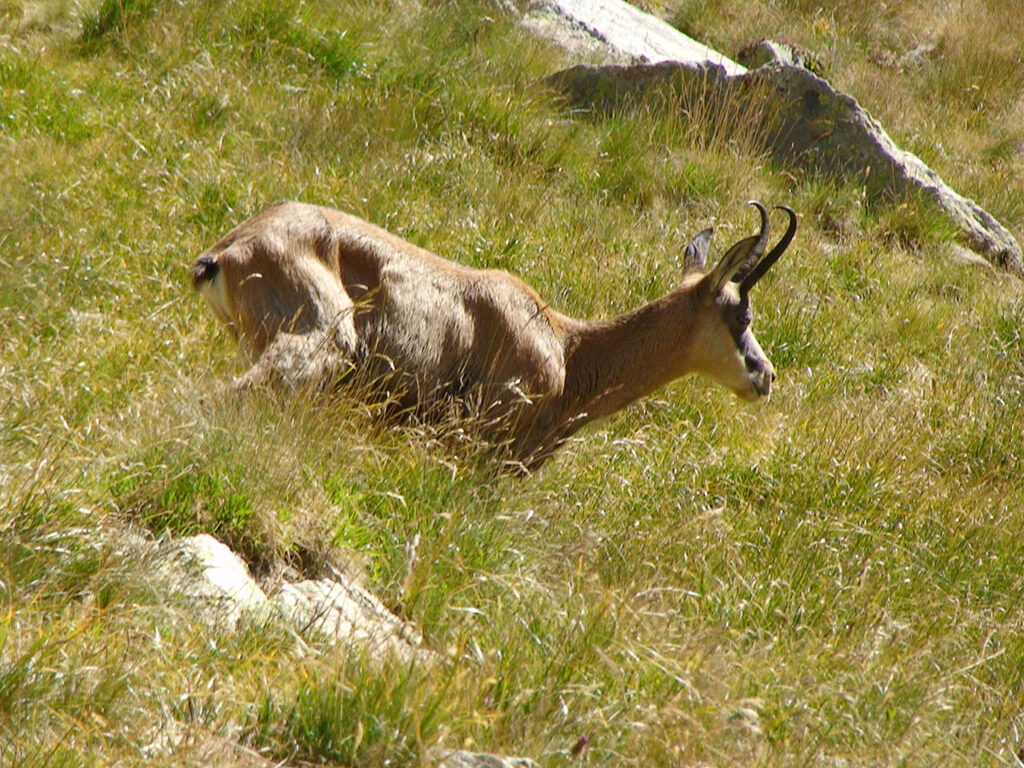 Montagne et diabète 2012 - La Grande Traversée des Alpes