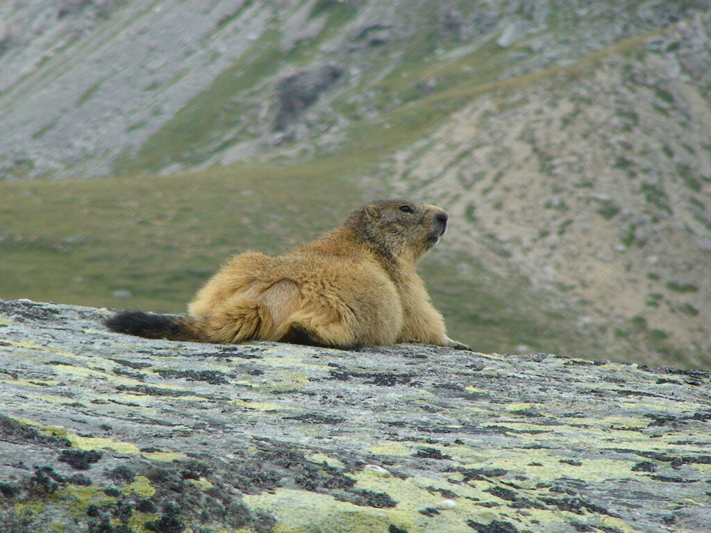 Montagne et diabète 2012 - La Grande Traversée des Alpes