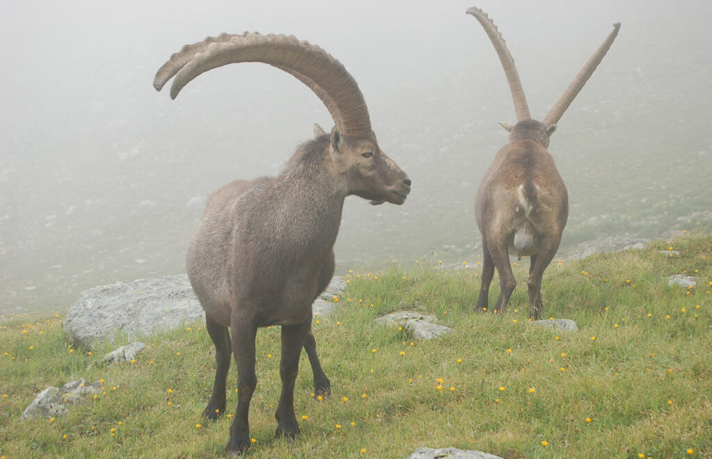 Bouquetin des Alpes