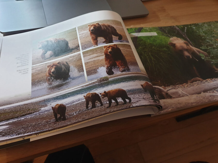 Livre "Sur les traces du Grizzly" par Gisèle Lafond